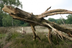 Buurserzand_HBN6604