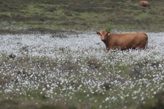 Cheviot-Hills_HBN4124