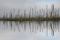 Diepholzer-moor_HBN2087