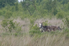 Haaksbergerveen-Nederlandse-landgeit_HBN6473