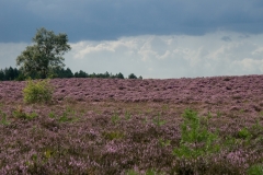 Hoge-Veluwe_HBO6947