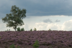Hoge-Veluwe_HBO6953