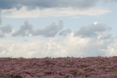 Hoge-Veluwe_HBO6955