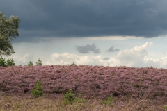 Hoge-Veluwe_HBO6959
