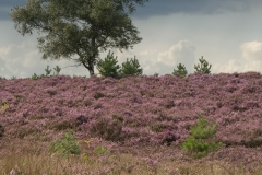 Hoge-Veluwe_HBO6960