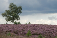 Hoge-Veluwe_HBO6964