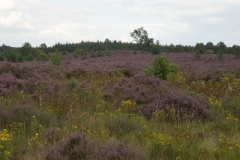 Hoge-Veluwe_HBO6973