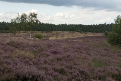 Hoge-Veluwe_HBO6975