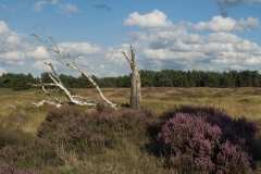 Hoge-Veluwe_HBO7046