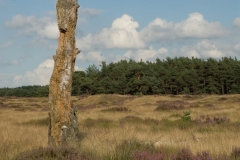 Hoge-Veluwe_HBO7049