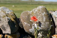 Holy-island_HBN4189