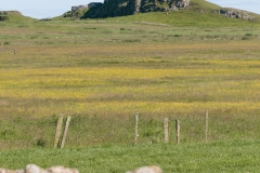 Lindesfarne_HBN4184