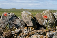 Lindesfarne_HBN4187
