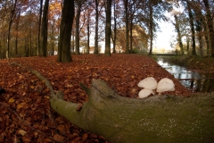 Porseleinzwam op de oever van een beek van landgoedbos
