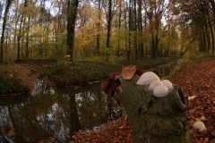 Porseleinzwam op de oever van een beek van landgoedbos