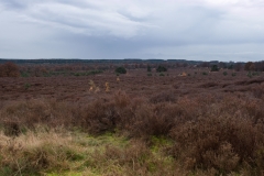 Heideterrein Nationaal park Sallandse Heuvelrug