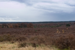 Heideterrein Nationaal park Sallandse Heuvelrug