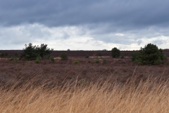 Heideterrein Nationaal park Sallandse Heuvelrug