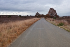 Heideterrein Nationaal park Sallandse Heuvelrug