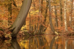 Twickelervaar in herfsttooi