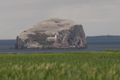bass-rock_HBN2674