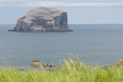 bass-rock_HBN2679