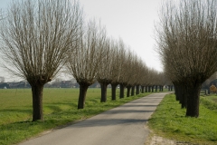 knotwilgenlaan_HBO2578