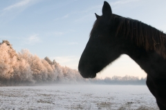 paard_HBN6013