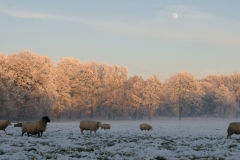 winterlandschap_HBN6000