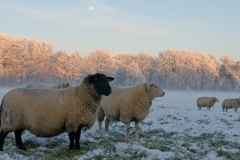 winterlandschap_HBN6007